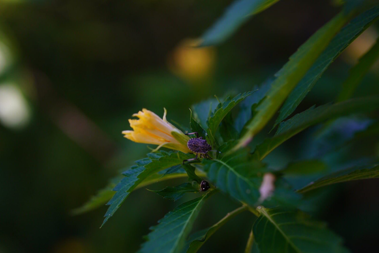 Turnera ulmifolia  